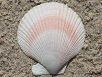 scallop